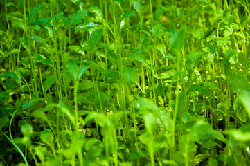 Natural background. green plants with dew. nice sunny morning. green natural background. season of spring and summer. green dew grass