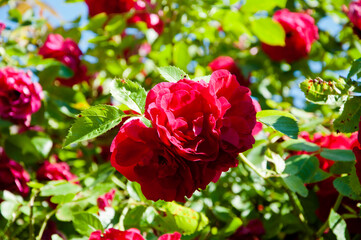 large inflorescence of roses on a garden bush. red rose flower in sun light. summer blooming tree. rose garden outdoor