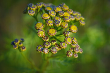 Yellow herb tanacetum vulgare on background leaf close-up.