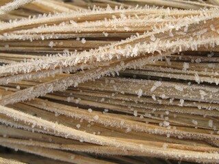Frosted dry leaves of broadleaf cattail (Typha latifolia) 