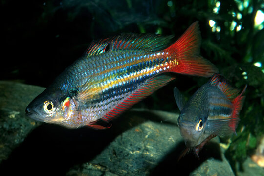 The banded rainbowfish (Melanotaenia trifasciata), also known as the Jewel rainbowfish, Goyder River rainbowfish, three-striped sunfish or regal rainbowfish