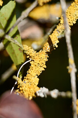 Naklejka premium Moss on a tree branch, sunny day