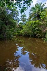 View of the tropical river in the green forest