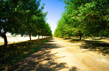 Orchard