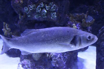 Naklejka premium Fisch