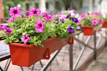 Beautiful pink petunia flowers in plant pot outdoors