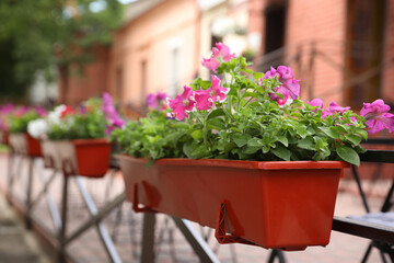 Fototapeta na wymiar Beautiful pink petunia flowers in plant pot outdoors