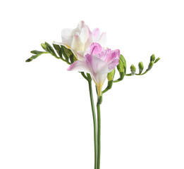 Beautiful colorful freesia flowers on white background
