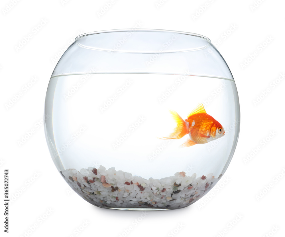 Wall mural Beautiful bright small goldfish in round glass aquarium isolated on white