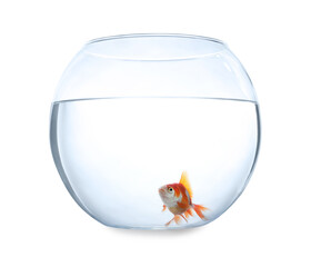 Beautiful bright small goldfish in round glass aquarium isolated on white
