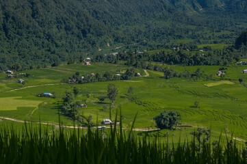 Obraz premium Rice fields along Manaslu Circuit trail from Arughat village to Machhakhola village on both banks of Budhi Gandaki river, Manaslu Himal, Ghorka district, Nepal Himalayas, Nepal.
