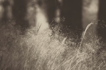 grass in the forest in the wind