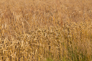 Golden grains on the fields