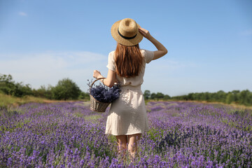 Young woman holding wicker basket with lavender flowers in field