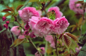 Cherry blossoms in Maizuru Park, Fukuoka city, Japan. 