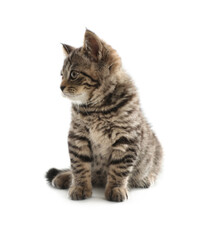 Obraz premium Cute tabby kitten on white background. Baby animal