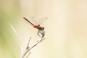 dragonfly_042