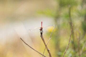 dragonfly_041