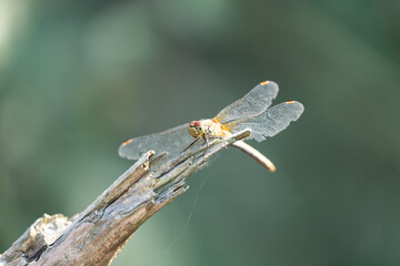 dragonfly_037
