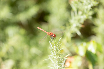 dragonfly_035