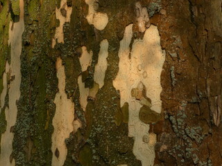 Tree bark looking like like camo design / khaki camouflage