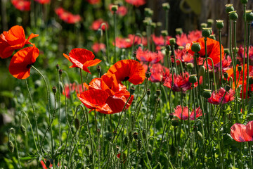 Field of blooming red poppies. Beautiful fields of red poppy. Red poppies in sunlight. Red poppies...