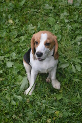 Five month old Beagle puppy sitting on the grass on a walk