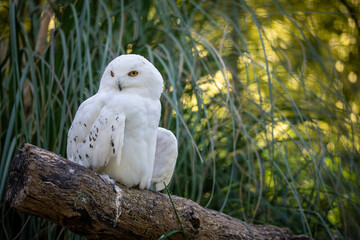 snowy owl on the branch