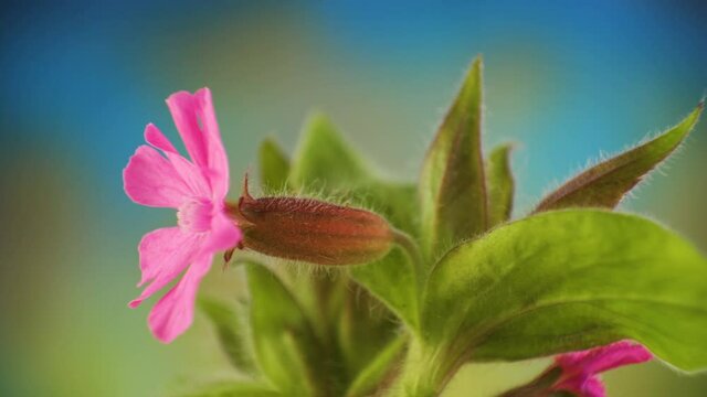 Closer look of the feathery stalks of the red catchfly flower