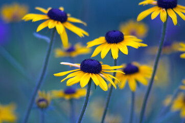 yellow flowers on blue sky background
