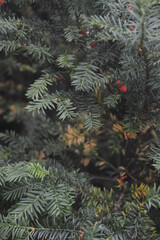 Wild plants of Moscow Forests