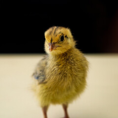 Baby Bird
