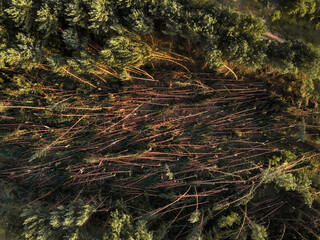forest after a storm from a height
