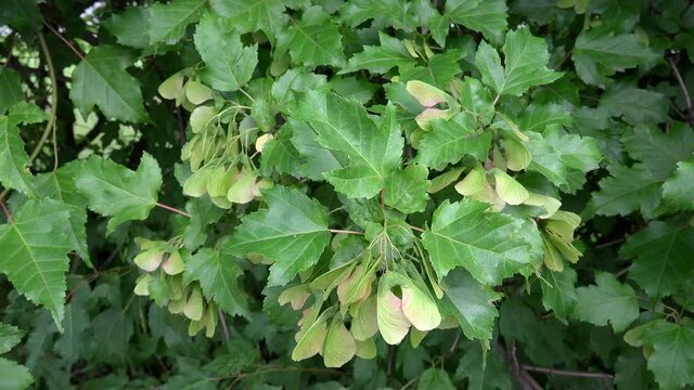 Winged samaras with foliage of the Tatar maple (Acer tataricum).