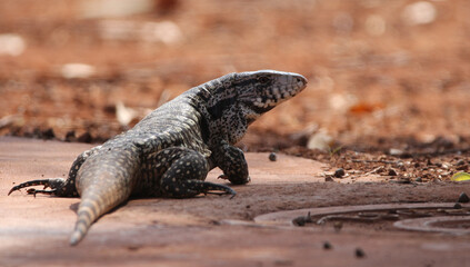 lizard on the ground