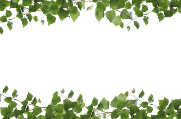 Frame of birch branches with green leaves isolated on white