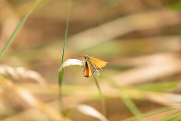 Large Skipper 008