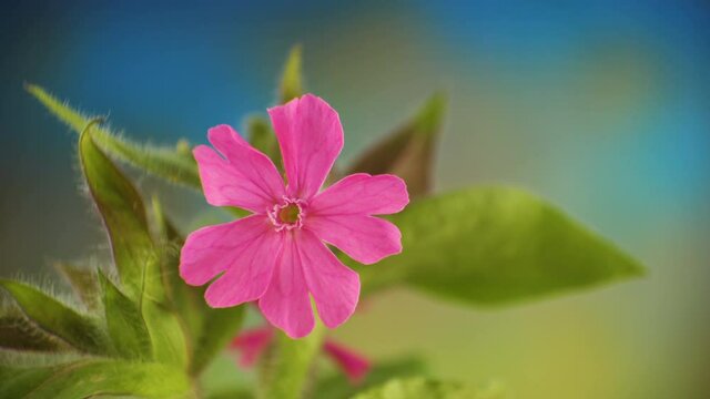 The blooming flower of the red campion plant