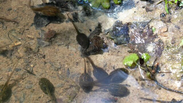 Tadpoles and small freshwater insects in a pond. 