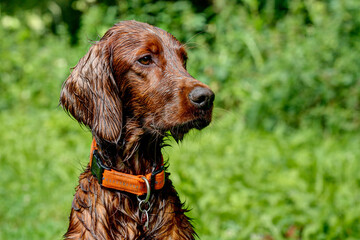 A beautiful, young Irish Setter who was just in the water is attentively looking at the camera....