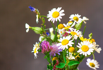 Multi-colored flowers. Beautiful camomile flowers on a dark background. Floral composition in the...
