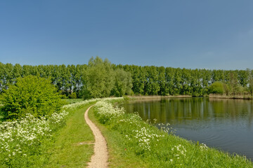 Fototapeta na wymiar Hiking path and lane of trees along the lush green borders of the canal `de Moer` on a sunny spring day. Flanders, Belgium 