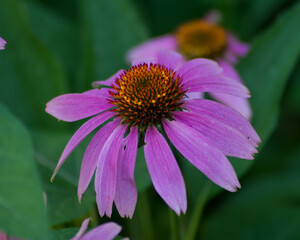 Cone Flower