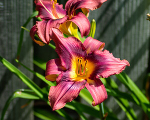 Purple Day Lilly
