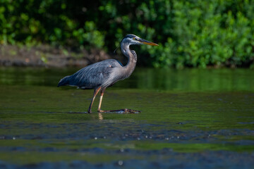 great blue heron