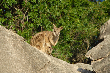Allied rock wallaby and joey, also known as Petrogale assimilis, in the wild at Geoffrey Bay,  Magnetic Island, Queensland, Australia