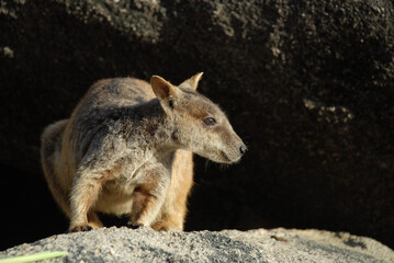 Allied Rock Wallaby, Petrogale assimilis, in the wild on Magnetic Island, Queensland, Australia.