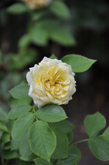 Yellow english rose with green leaf blooming in botanical garden