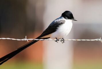 Fork-tailed Flycatcher