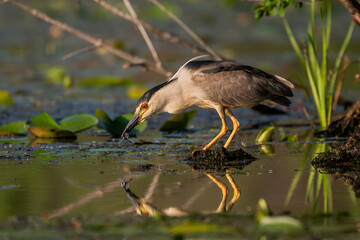 black-crowned night heron